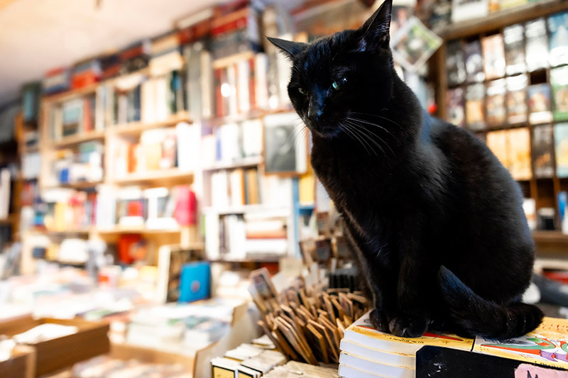 chat librairie Acqua Alta venise